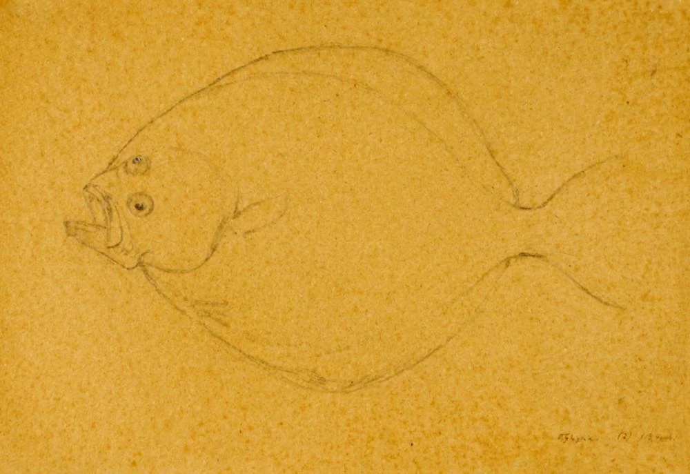 Sogliola, 1913